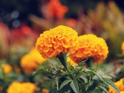 HD-wallpaper-marigold-flower-flowers-nature-marigold